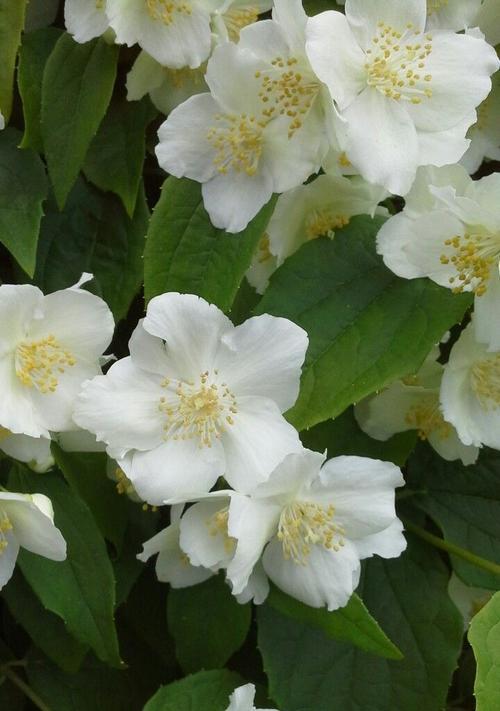 藤蔓花的花语是什么？它在花语中代表了什么？