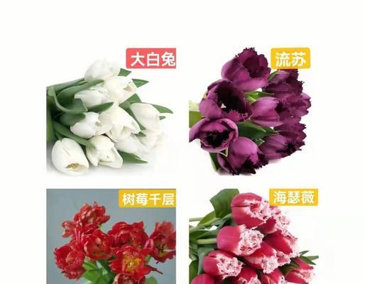 郁香花的花语和寓意是什么？