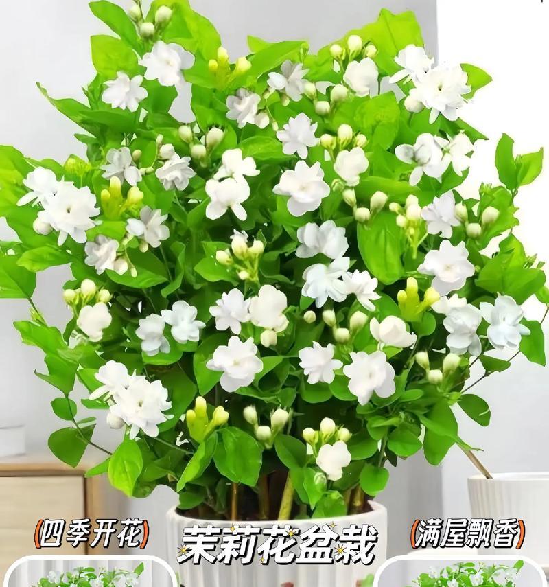 茉莉花的花语美丽是什么？茉莉花代表了怎样的美？