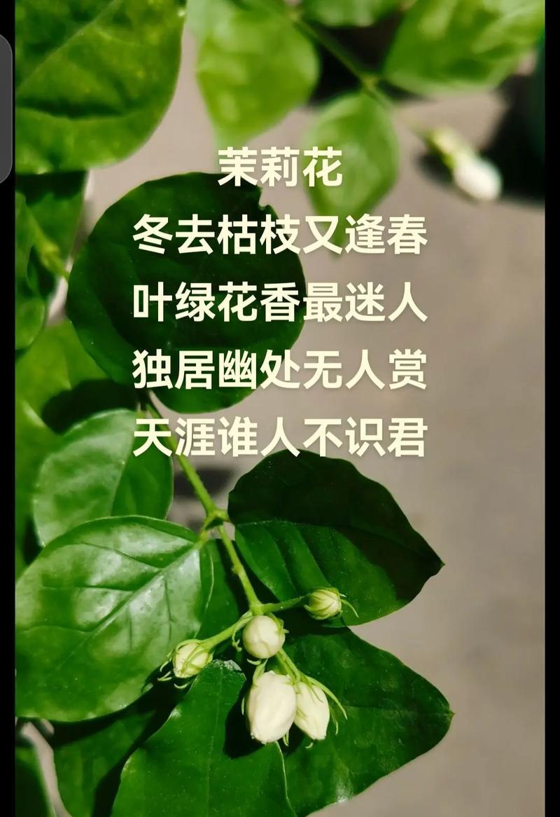 茉莉花的花语美丽是什么？茉莉花代表了怎样的美？
