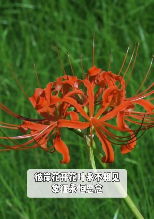 哪种花象征着思念之情？