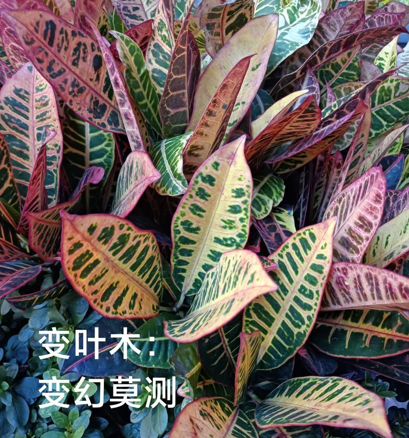 词不达意是什么的花语？花语如何表达难以言表的情感？