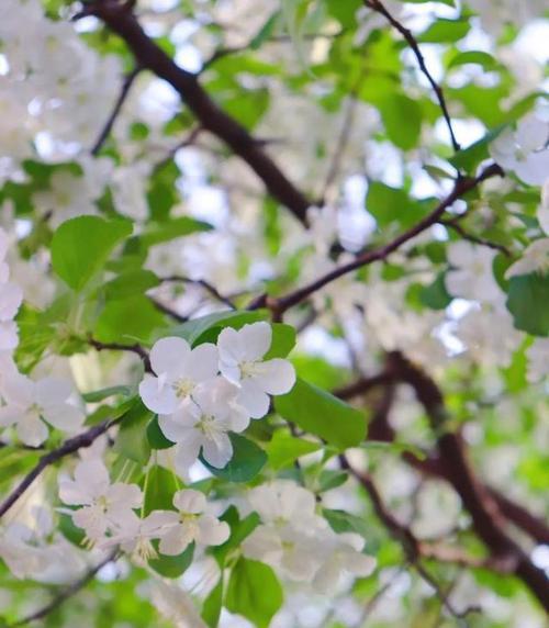 红白海棠的花语代表什么？
