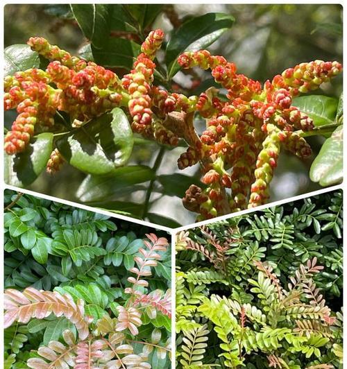 种清香木的寓意和花语是什么？清香木有何特别寓意？