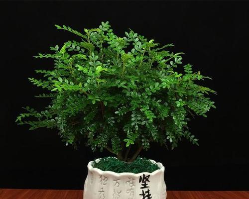 种清香木的寓意和花语是什么？清香木有何特别寓意？