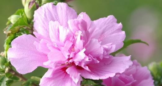 花心思的花语是什么意思？它有何寓意？