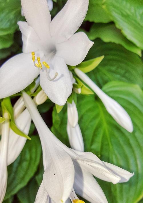 形容淡漠的花语是什么花？它表达了怎样的情感态度？