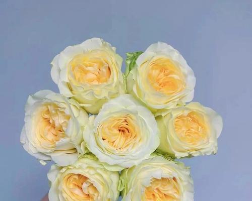 水晶玫瑰花在妇女节的寓意是什么？花语有哪些？