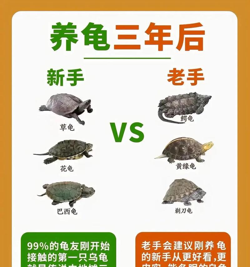 送龟龟的花花语是什么？哪种花适合送给宠物龟？
