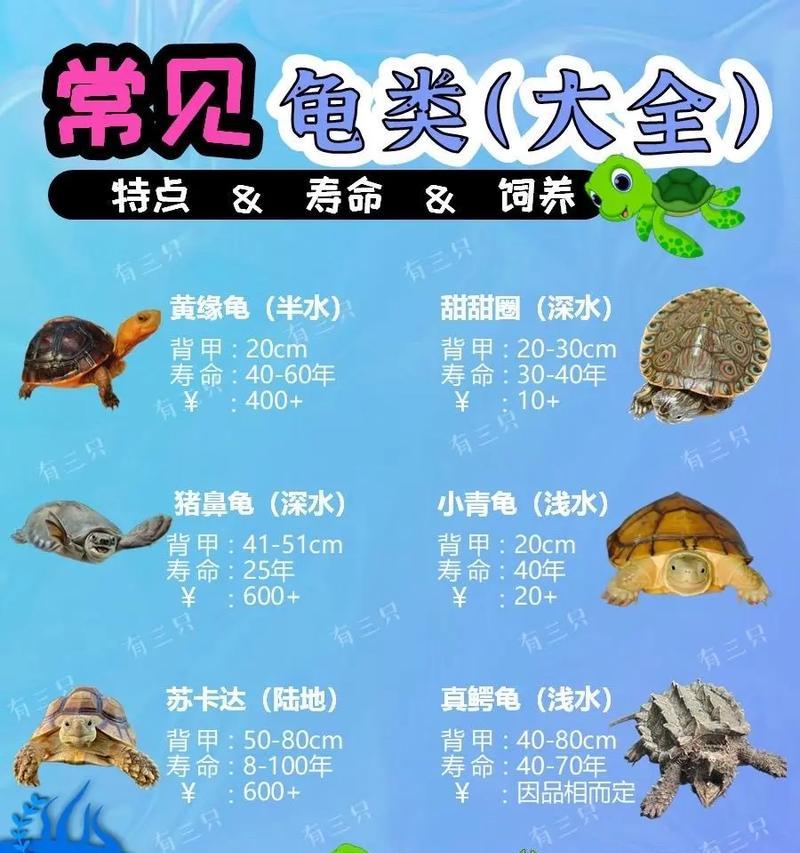 送龟龟的花花语是什么？哪种花适合送给宠物龟？