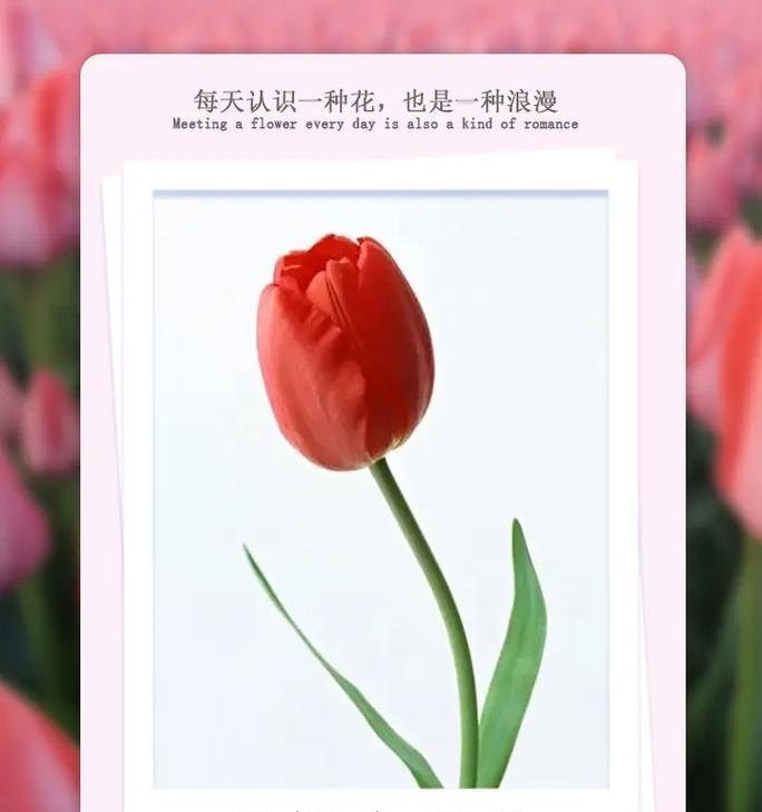 郁香花的花语是什么？为什么人们喜欢它？