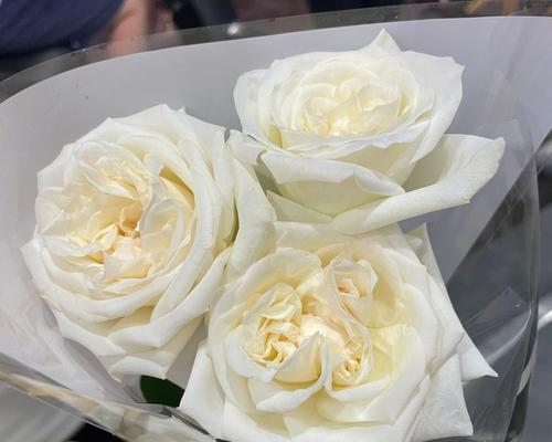 白荔枝玫瑰代表什么？花语和寓意有何不同？
