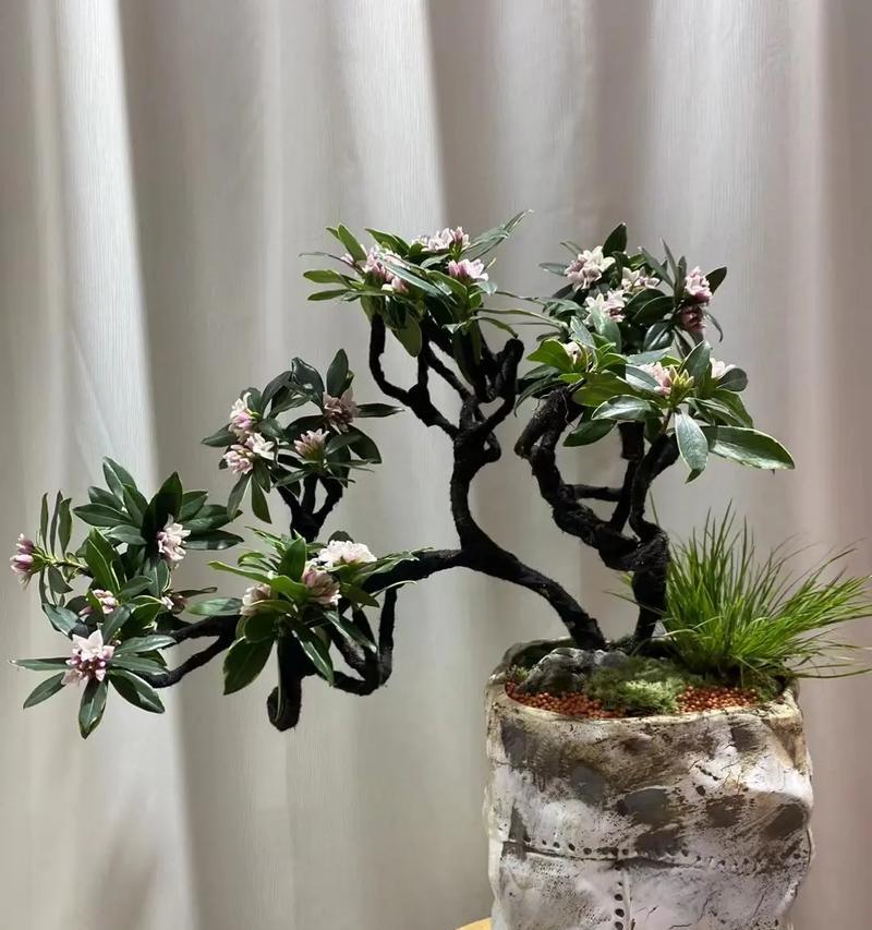 元旦节的花语寓意是什么？春节送花有何讲究？