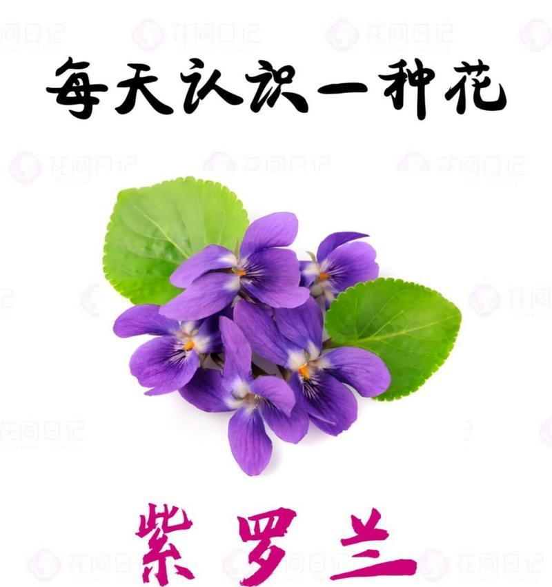 什么花的花语是得不到就会毁掉？