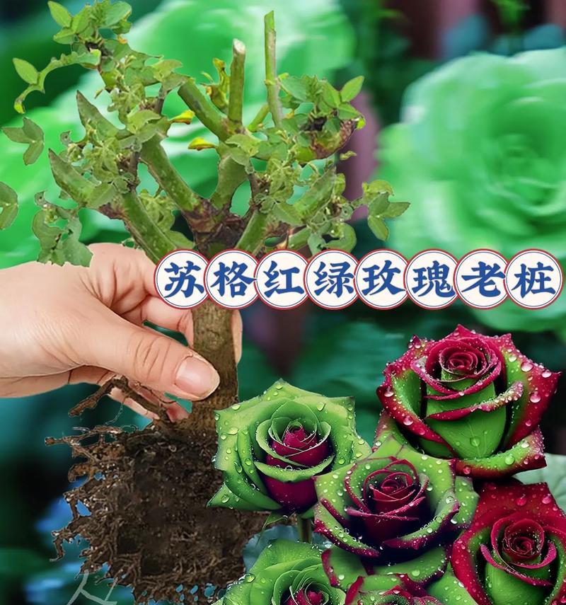 红绿搭配的花语代表什么意义？