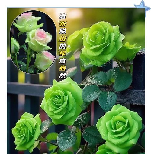 红绿搭配的花语代表什么意义？