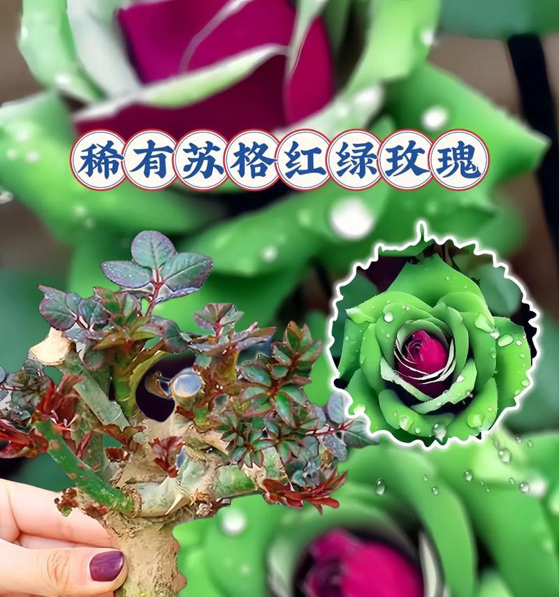 红绿搭配的花语代表什么意义？