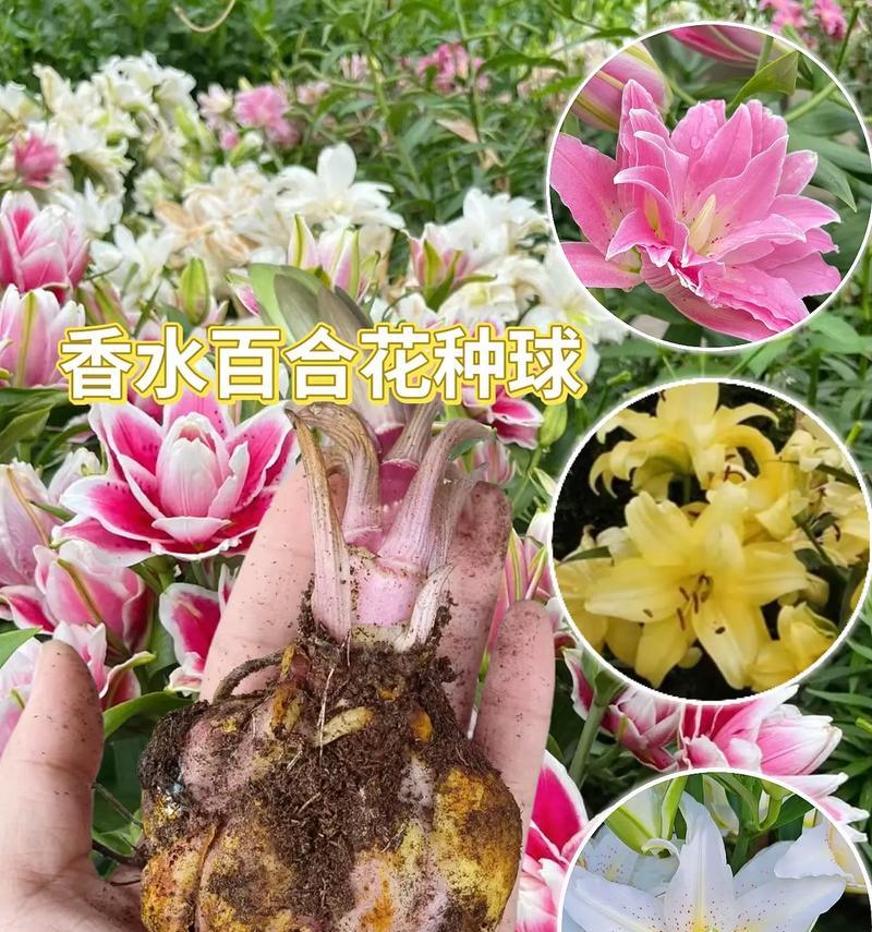 卖鲜花时，各种花的花语是什么？它们各自代表了什么？