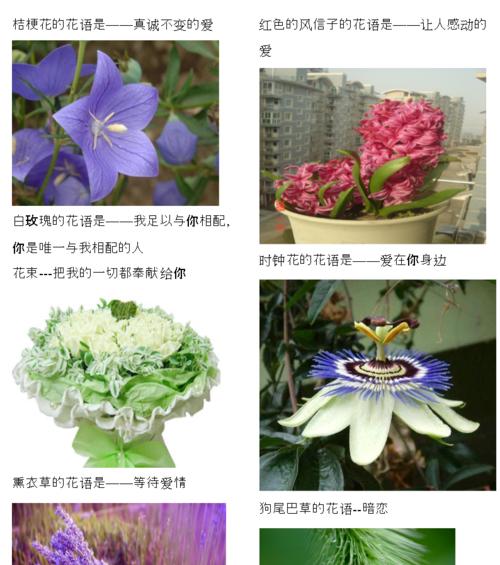 卖鲜花时，各种花的花语是什么？它们各自代表了什么？