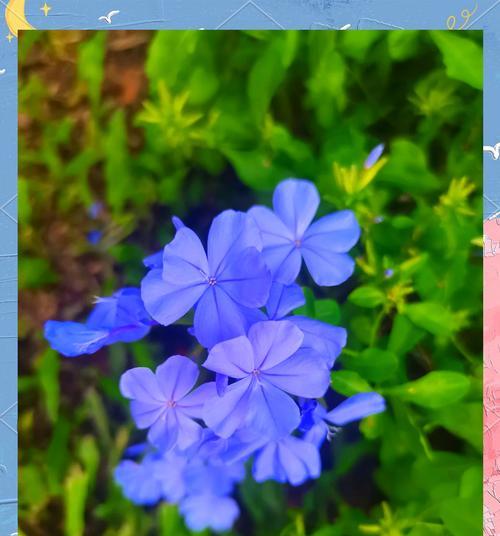 白色藤花的花语是怎样的？