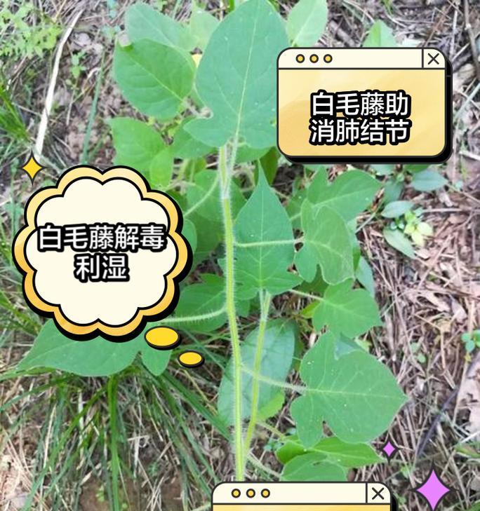 白色藤花的花语是怎样的？