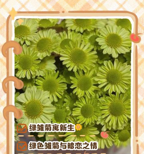 雏菊美好的花语是什么呢？送花给爱人的深情花语又是什么？