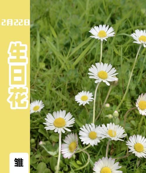 雏菊美好的花语是什么呢？送花给爱人的深情花语又是什么？