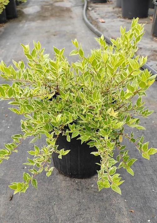 桃木的花语是什么？桃木花语的含义解释？