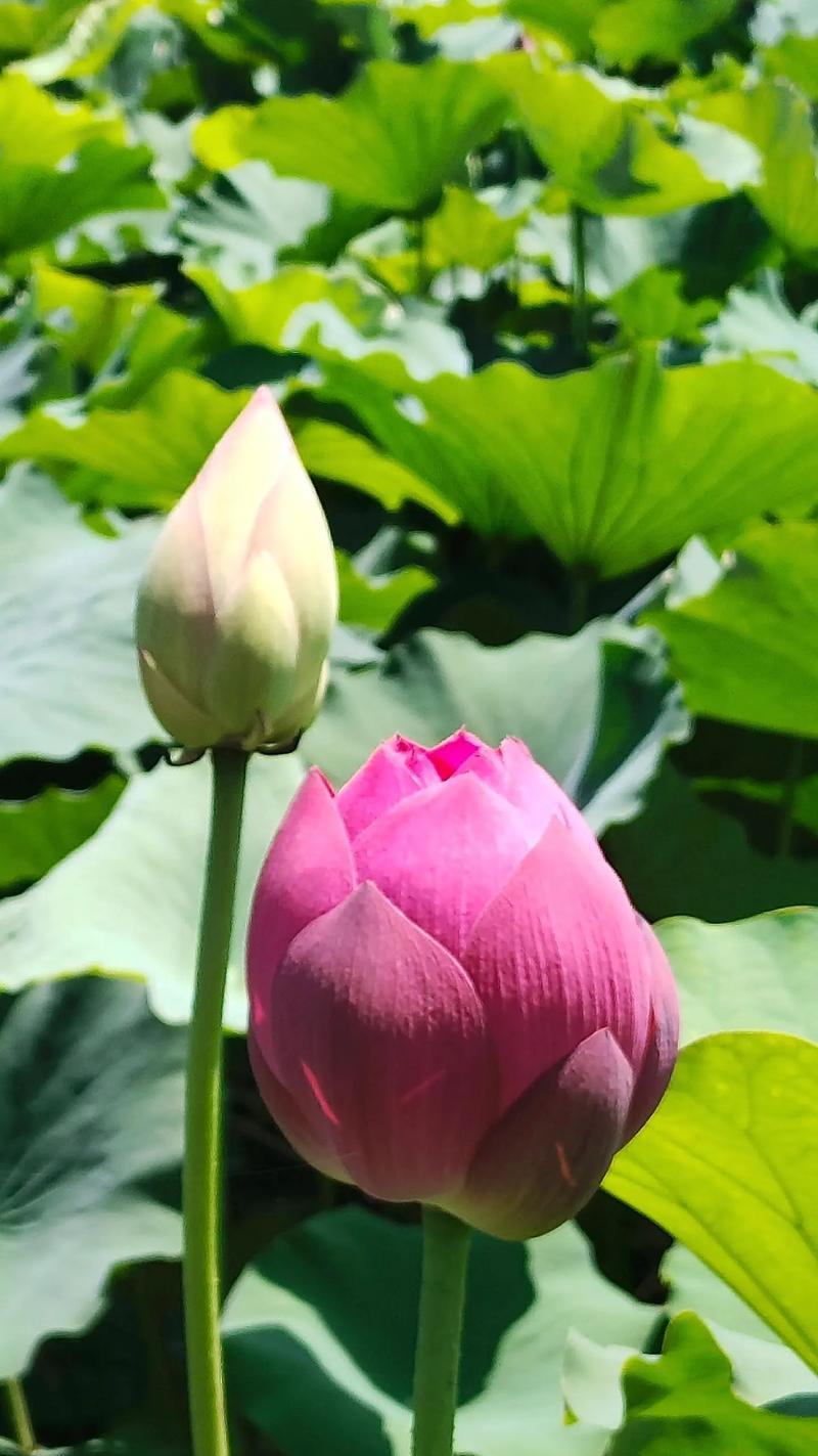 荷花的花语是什么意思？荷花代表什么？