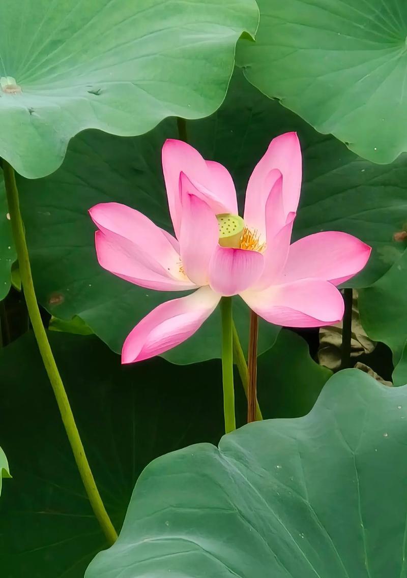 荷花的花语是什么意思？荷花代表什么？