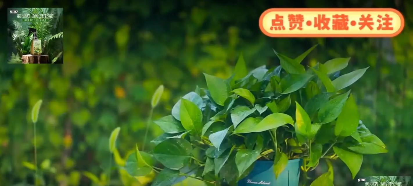 绿萝守望幸福的花语有何寓意？
