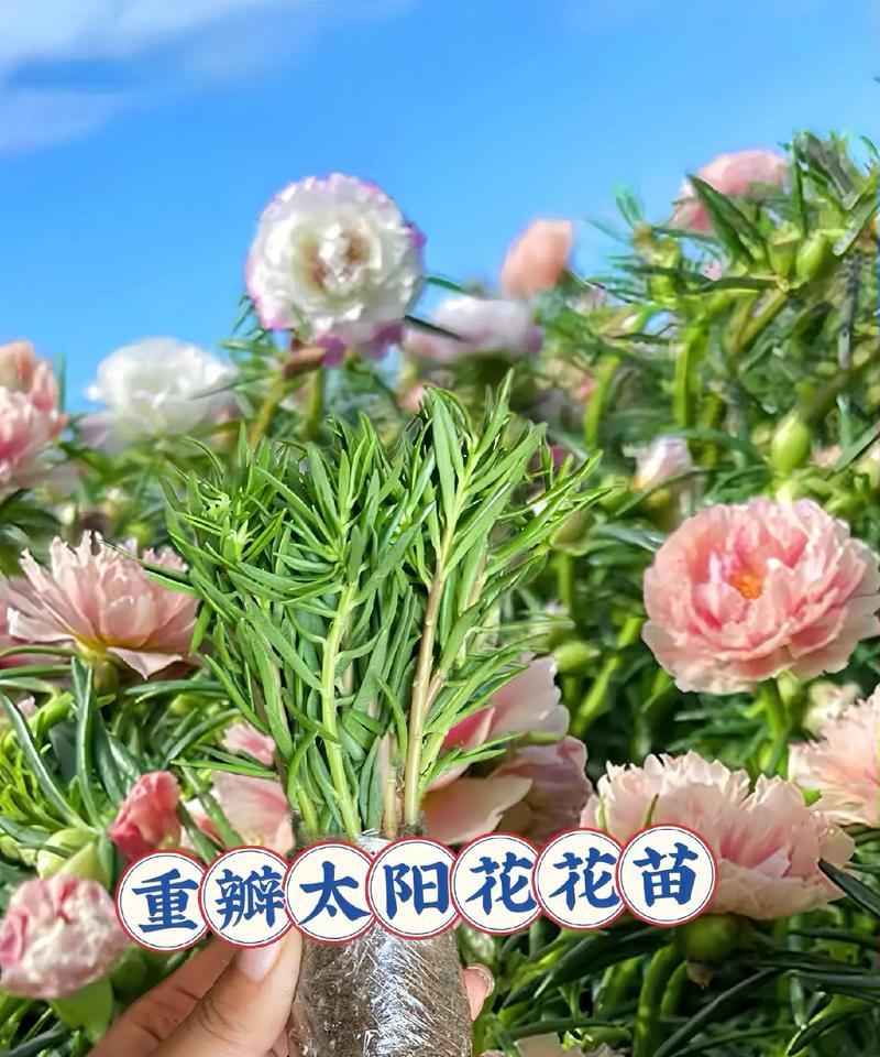 太阳花代表什么意义？太阳花的花语有哪些？