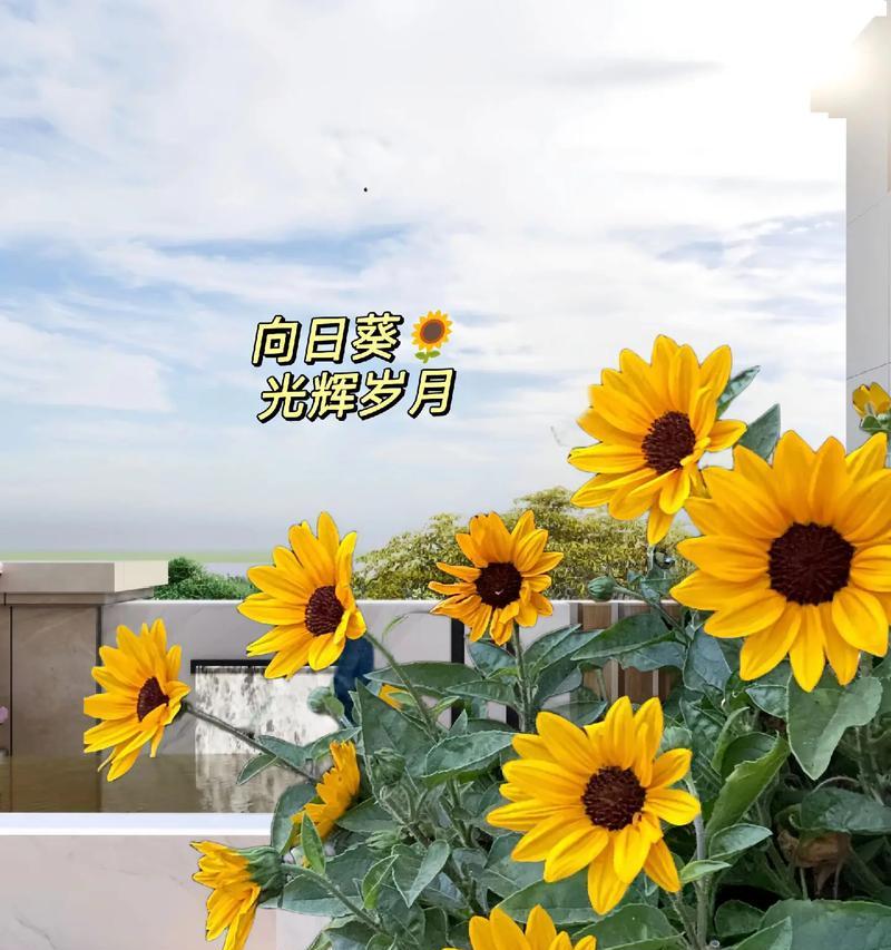 太阳花代表什么意义？太阳花的花语有哪些？