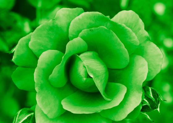幸运之花花语是什么意思？幸运花的象征意义有哪些？