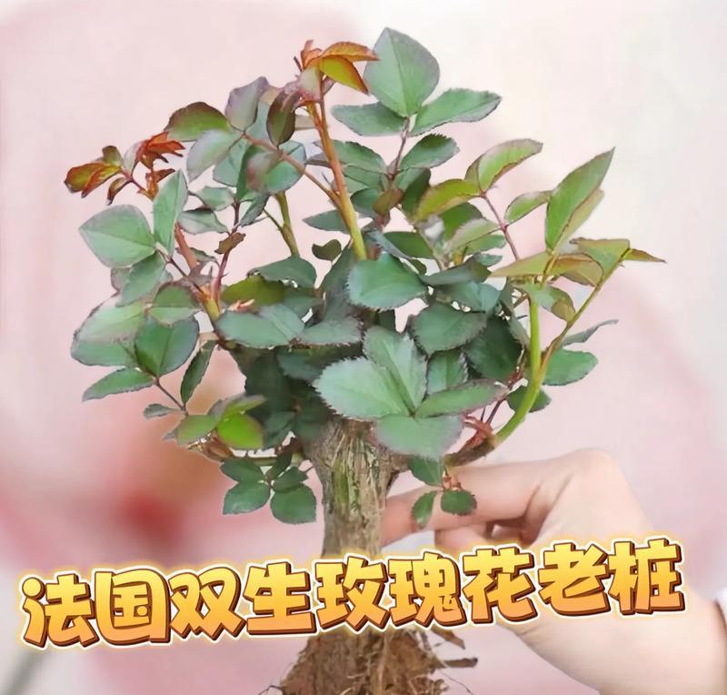花语玫瑰的花语有何特别之处？