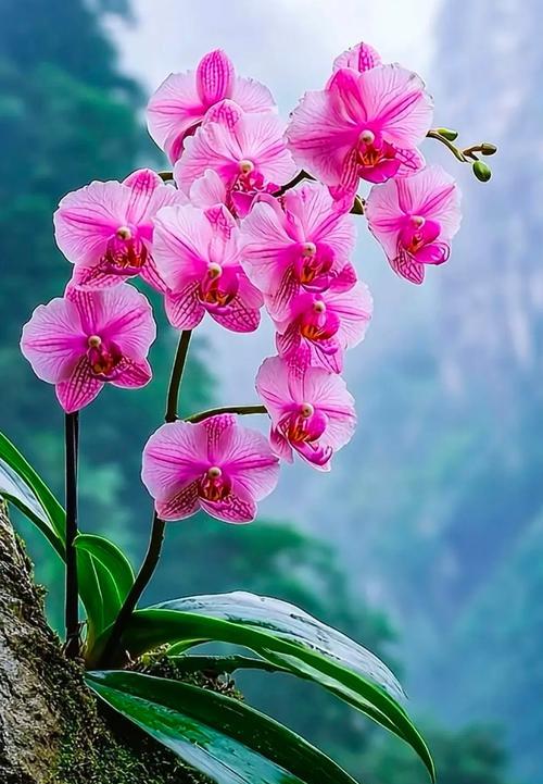 鹅头兰花的花语是什么意思？鹅头兰花象征着什么？