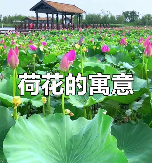 红荷花的花语寓意是什么？它代表了哪些美好含义？