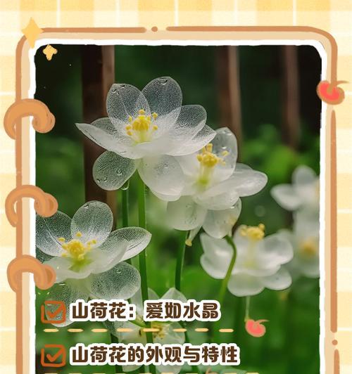 红荷花的花语寓意是什么？它代表了哪些美好含义？