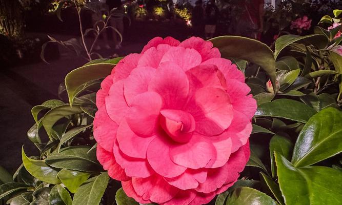 菩提山茶花的寓意和花语是什么？它象征着什么？