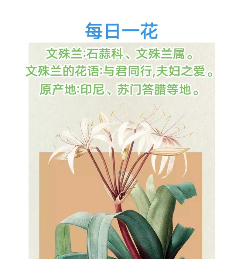 对哥哥的感恩用什么花语表达？哪种花语最适合表达对哥哥的感激之情？