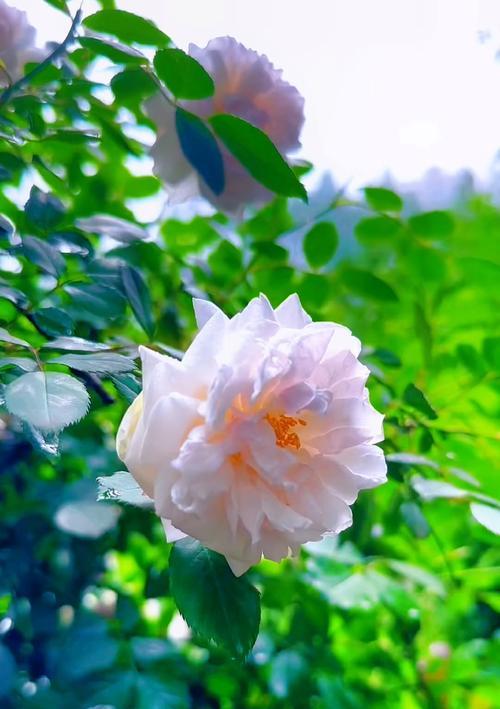 可以治愈的花语是什么花？哪种花能带来心灵的慰藉？