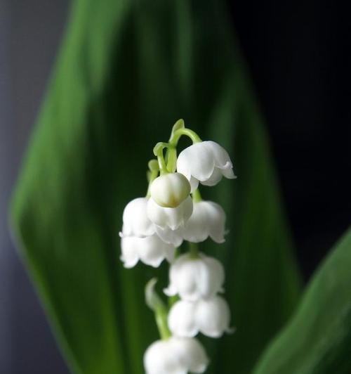 可以治愈的花语是什么花？哪种花能带来心灵的慰藉？