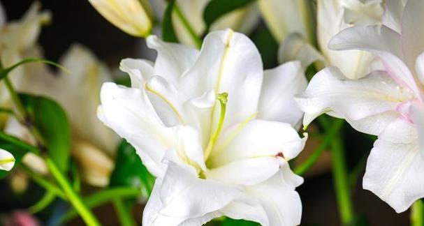 白百合花的花语是什么？它象征着什么？