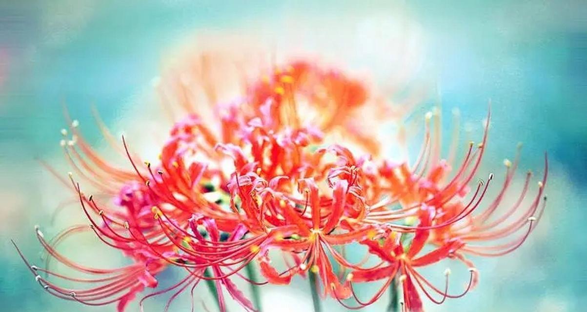 仙客花代表了什么寓意？它的花语有何深意？