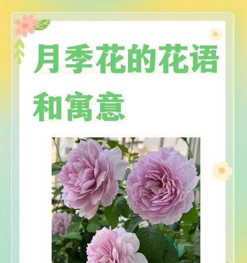 仙客花代表了什么寓意？它的花语有何深意？