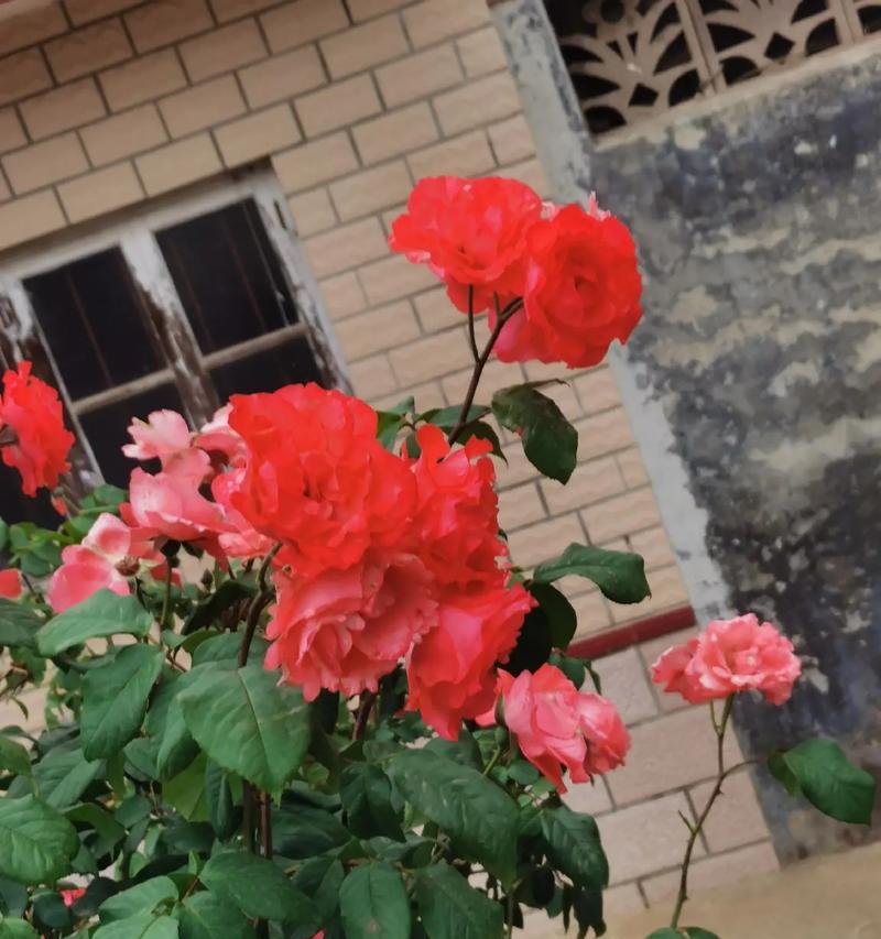 樱花花语是什么寓意呢？唐姐玫瑰花语是什么意思啊？