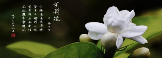 樱花花语是什么寓意呢？唐姐玫瑰花语是什么意思啊？