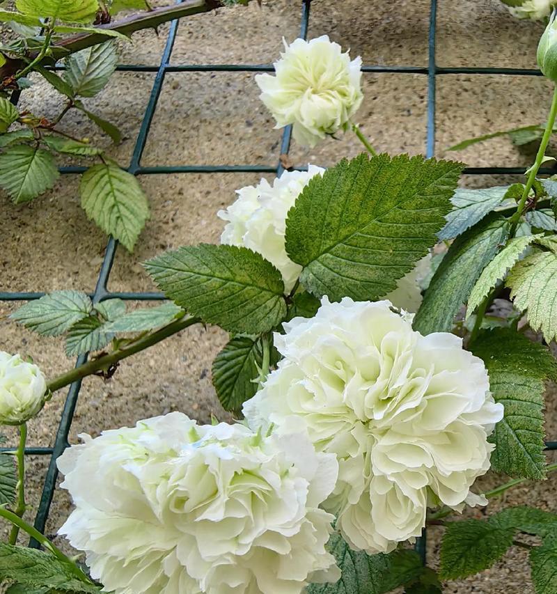 荼靡花茶的花语与寓意是什么？荼靡花茶代表什么？