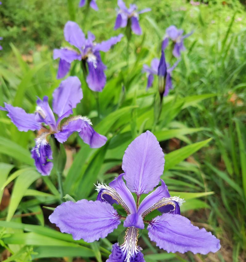 竹花的花语和寓意是什么？