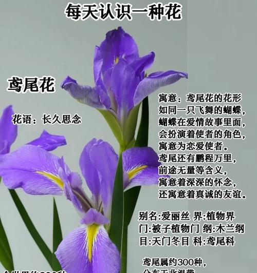 竹花的花语和寓意是什么？
